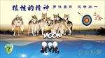 团队 海报 高端 文化墙 公
