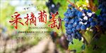 葡萄海报 葡萄上市 提子 红缇