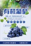 葡萄海报 葡萄上市 提子 红缇