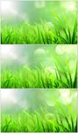 绿色光斑小草背景视频