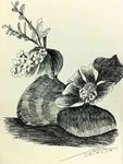 花绘插图