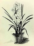 花绘插图