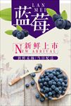 蓝莓采摘海报 蓝莓 蓝莓海报