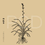 肺筋草