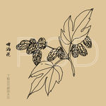 啤酒花