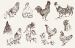 手绘素描土鸡素材
