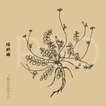 矮地榆