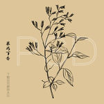 暴马丁香