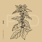 莨菪