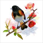 小鸟