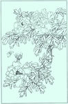 牡丹花线描 牡丹花白描 牡丹花