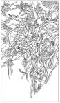 百合花