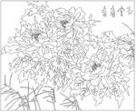 牡丹