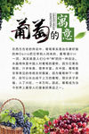葡萄的寓意海报图