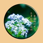 花朵特写
