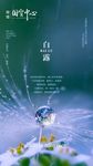 白露 白露海报
