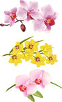 鲜艳美丽花朵花卉素材图