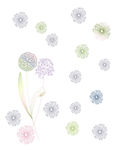 蒲公英