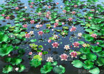 荷花 莲花动画