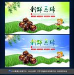 马蹄