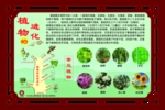 国学文化  植物的进化展板