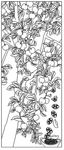 苹果树