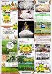 遮放贡米 大米 淘宝 详情图
