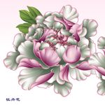 牡丹花