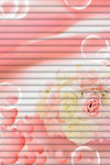 玫瑰  气泡