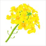 油菜籽