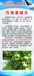 万寿果简介