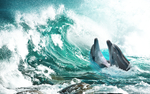 海豚