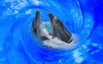 海豚