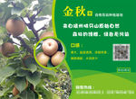 梨子包装 金秋梨