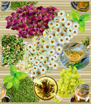 茶花