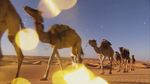 沙漠骆驼》配乐成品KTV伴奏版