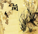 四君子 菊