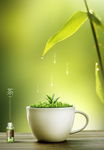 茶叶海报 绿茶 绿茶海报