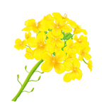 菜籽花