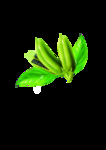 芝麻