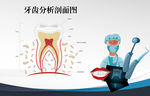 牙齿剖面卡通图