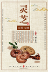 灵芝