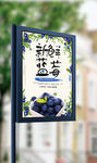 夏天新鲜蓝莓水果美食海报