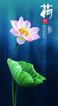 荷花