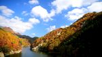 大自然枫叶瀑布树林风景4k