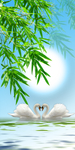 蓝天夜空竹子玄关