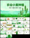 唯美清新小麦种植粮食ppt