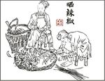 晒辣椒