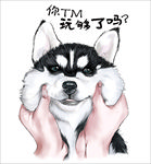 恶搞二哈印刷图