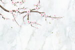花鸟图
